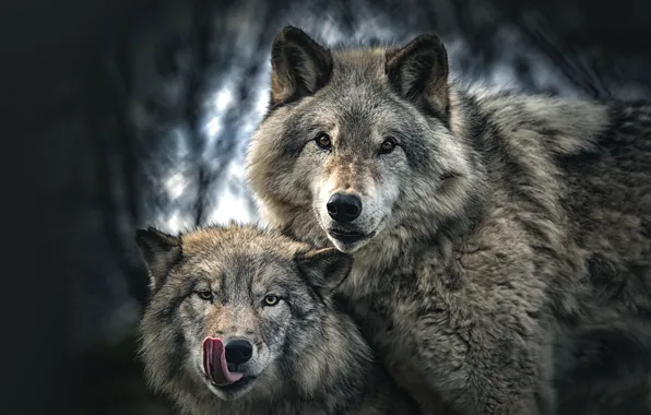 Language, look, background, wolf, portrait, pair, wolves, grey