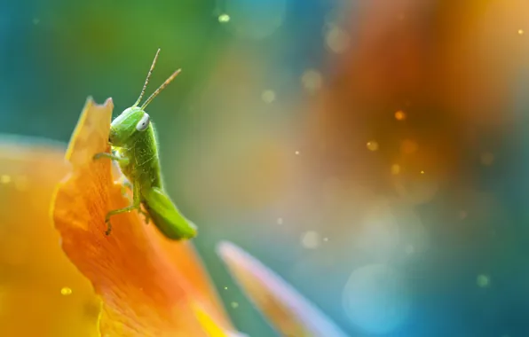 GREEN, INSECT, STEM, GRASSHOPPER