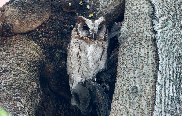 Tree, owl, the hollow