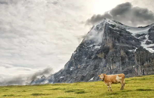 Mountains, nature, cows