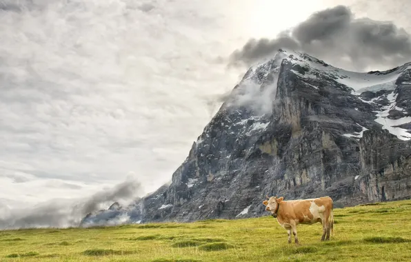 Picture nature, mountain, cow