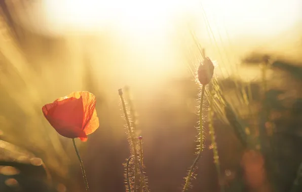 The sun, light, flowers, red, Mac, petals