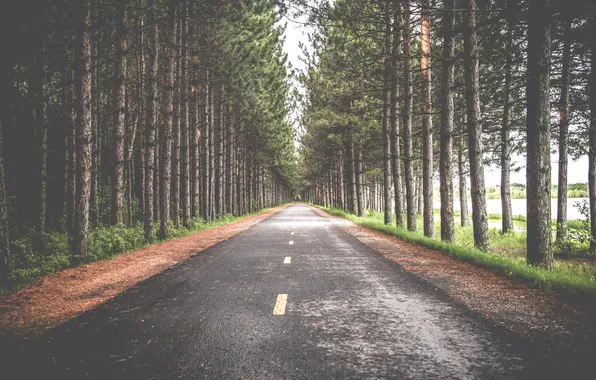 Road, forest, trees, forest, road, photographer, symmetry, sebastien marchand