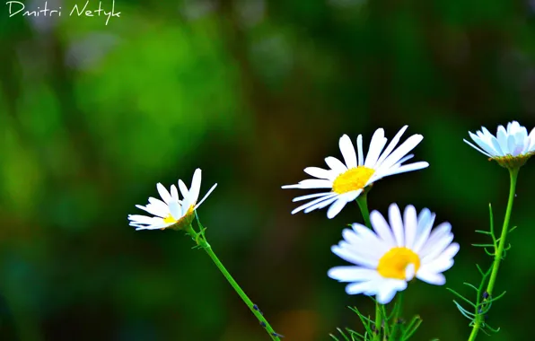 Picture grass, flowers, nature, background, Wallpaper, glade, chamomile, plants