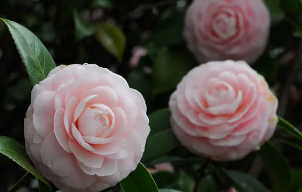 Macro, pink, buds, Camellia