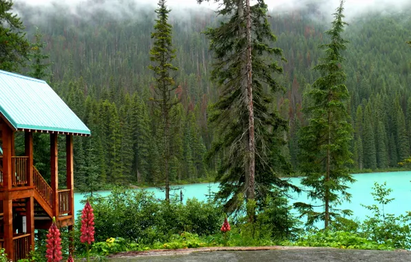 Picture forest, trees, lake, house, shore, Canada, Yoho National Park