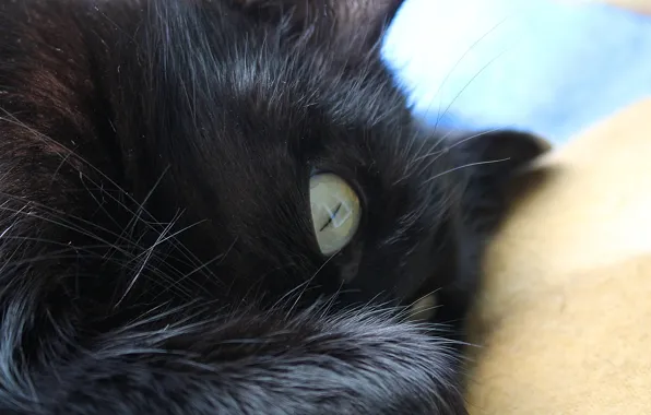 Picture paw, Cat, black