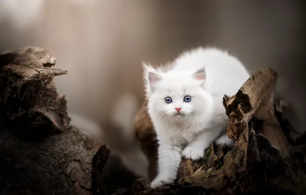 Cat, white, nature, kitty, stump, snag, face, bokeh