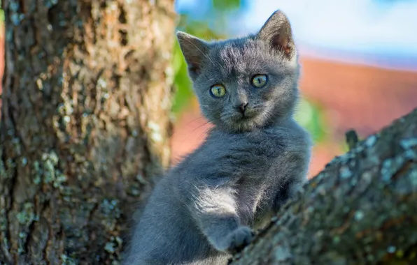 Cat, look, light, pose, kitty, grey, background, tree