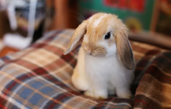 Picture look, pose, room, portrait, rabbit, fold, baby, bed