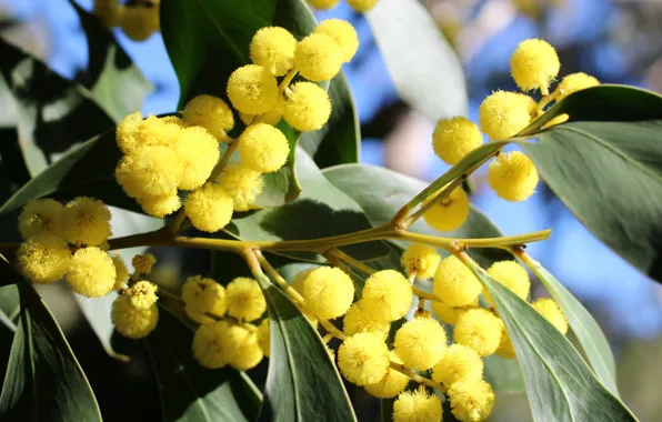 Flowers, branches, yellow, flowering, Mimosa