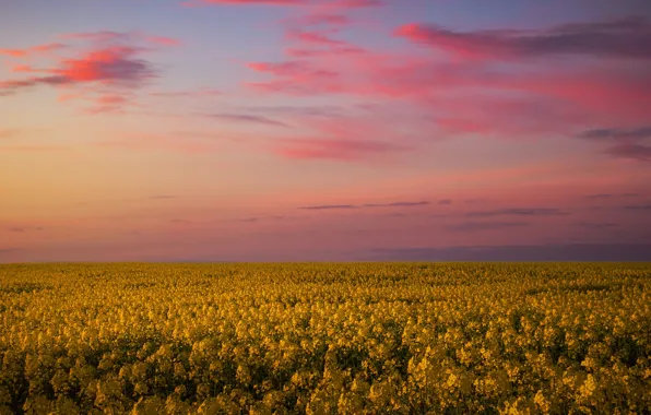 The sky, clouds, sunset, flowers, dawn, spring, dal, yellow
