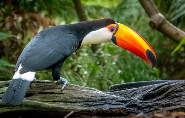 Greens, birds, branches, Toucan, Wallpaper from lolita777