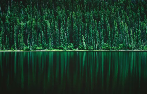Forest, lake, reflection