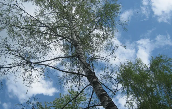 The sky, clouds, trees, nature, spring, may, birch