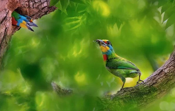 Picture branches, bird, foliage, bokeh, Silver brotastic