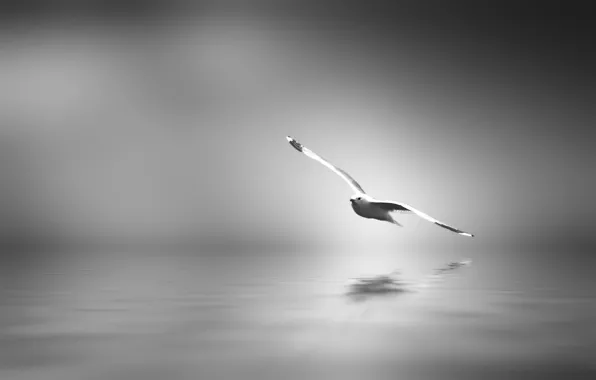 Bird, calm, art, black and white, reflections
