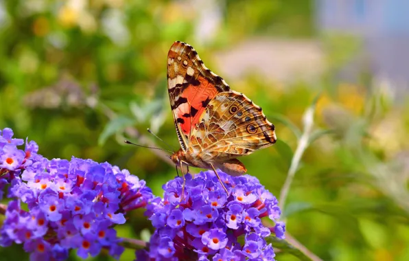 Picture Macro, Spring, Butterfly, Flowers, Spring, Macro, Butterfly, Purple flowers