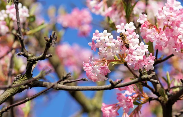 Nature, bee, branch, spring, flowering, bokeh