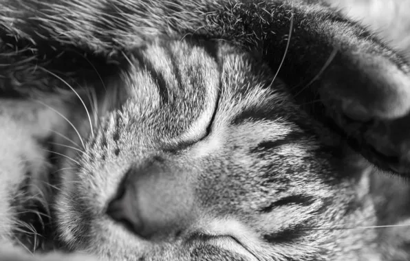 Cat, animal, sleep, cat, black and white, foot