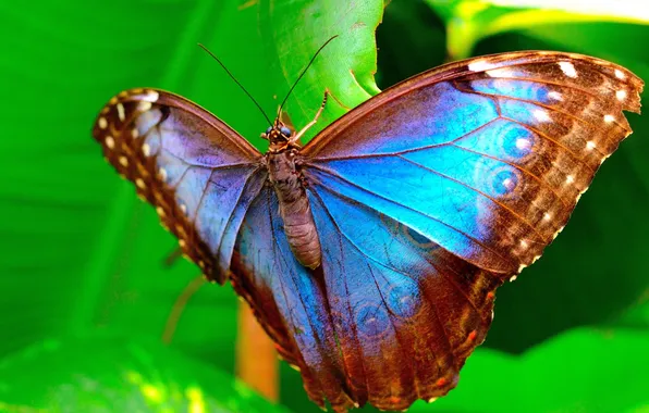 Butterfly, beautiful, green leaf