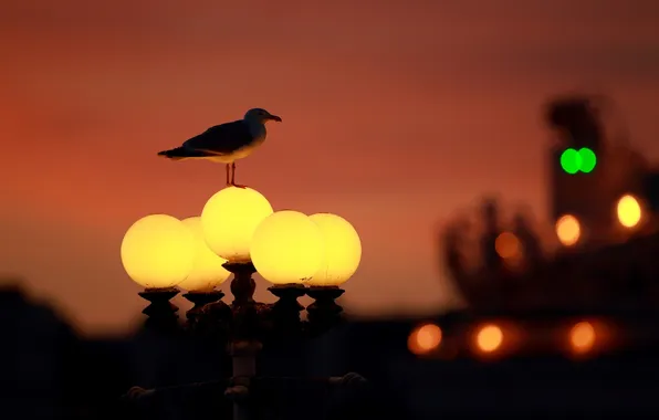 Picture light, the city, lights, England, Seagull, lantern, bokeh, England