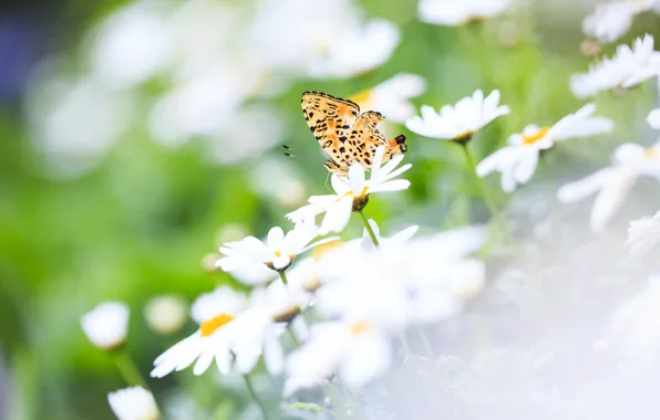 Picture summer, flowers, nature, butterfly, chamomile, wings, focus