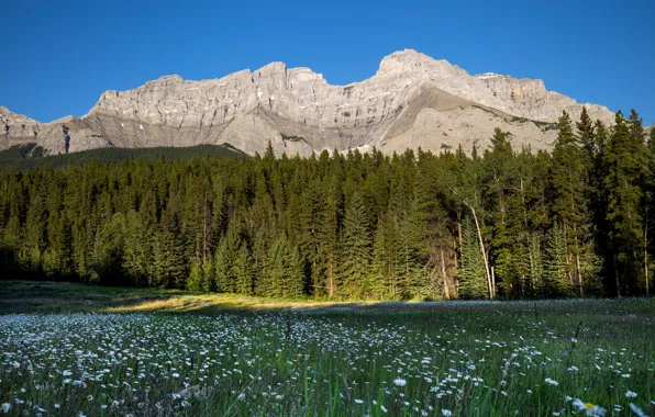 Forest, the sky, flowers, mountains, rocks, glade, the slopes, tops