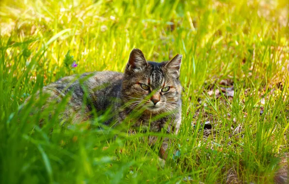 Greens, cat, summer, grass, cat, look, face, background