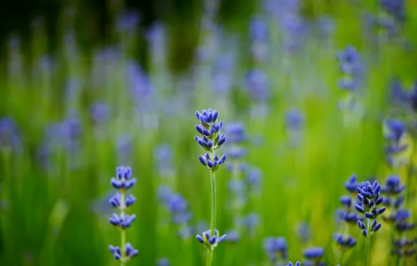 Field, macro, blur, blue, Lavender