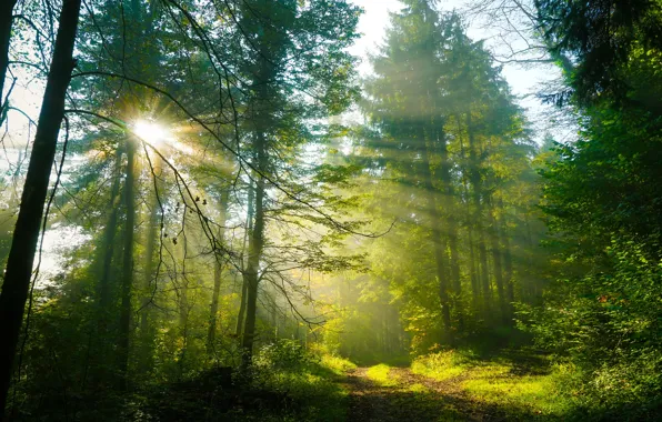 Wallpaper morning, rays, greens, fog, the sun, summer, forest