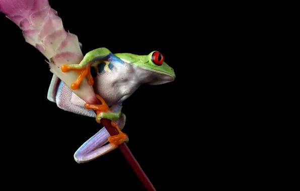 Flower, look, pose, frog, stem, black background, green, wood