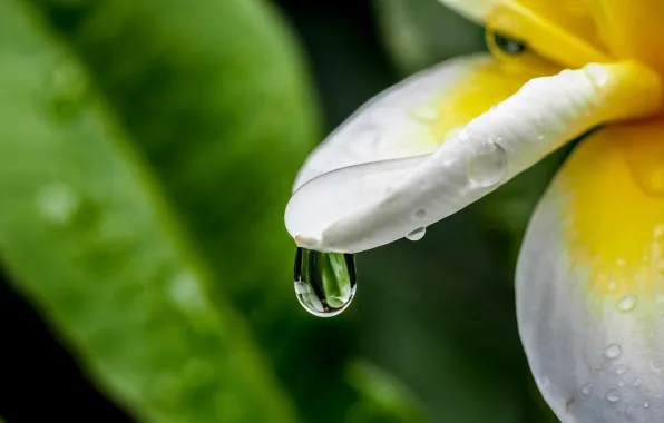 Wallpaper flower, water, nature, drop, plumeria for mobile and desktop