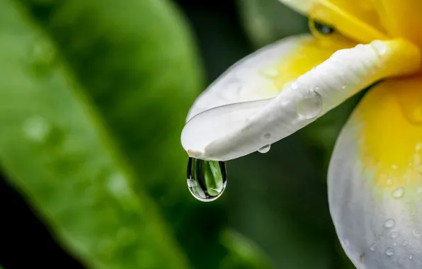 Picture flower, water, nature, drop, plumeria