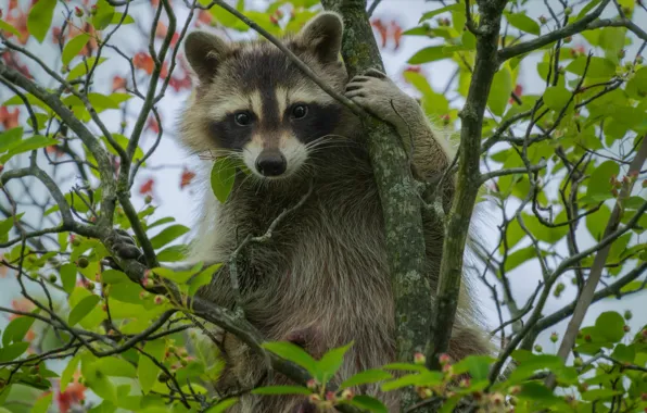 Picture leaves, branches, nature, berries, animal, raccoon