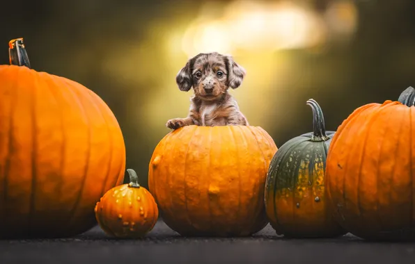 Autumn, look, light, pose, dog, harvest, baby, pumpkin