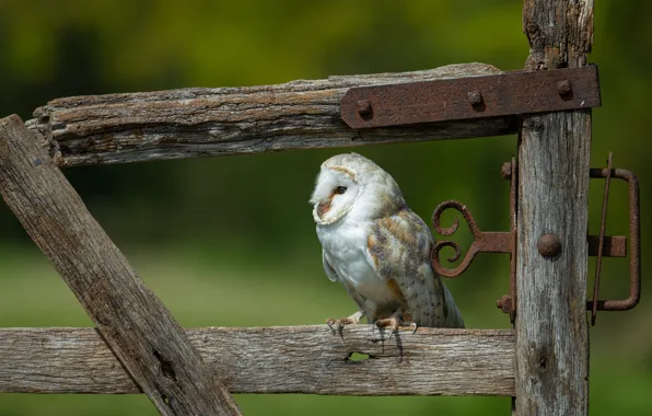 Nature, owl, bird, Board, the fence, the barn owl