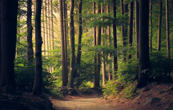 Forest, trees, nature, rocks, leaves, woods, trail, branches