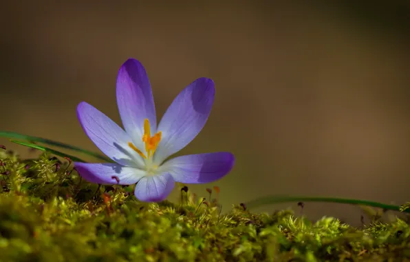 Flower, moss, Krokus, bokeh