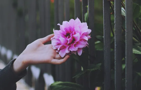 Picture flower, petals, pink