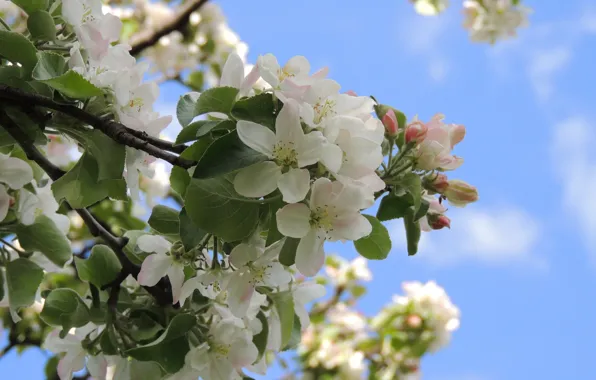 Picture flowers, spring, Apple