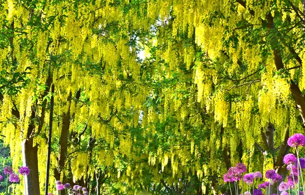 Yellow, beauty, bunches, Wisteria, Wisteria, in Durban
