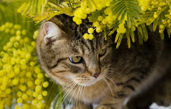 Cat, leaves, branches, animal, Mimosa