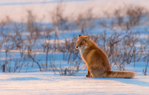 Winter, field, look, light, snow, branches, nature, Fox