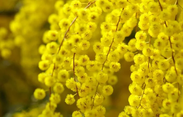 Picture yellow, blossoms, Acacia