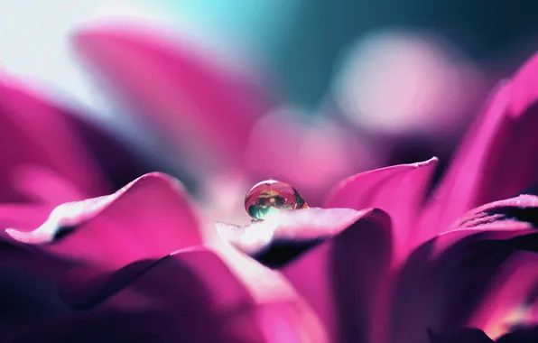 Reflection, drop, petals