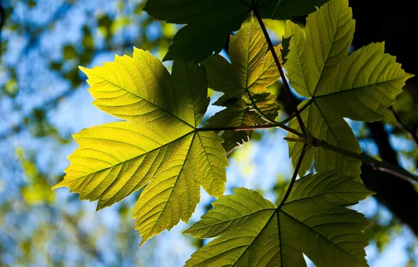 Leaves, the sun, rays, light, branches, nature, maple