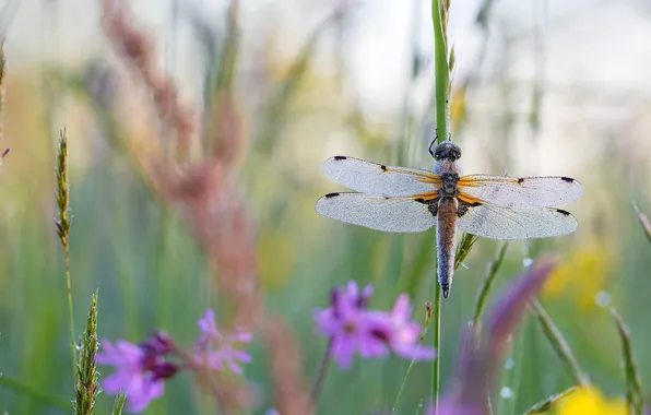 Picture summer, grass, macro, flowers, wings, dragonfly, insect