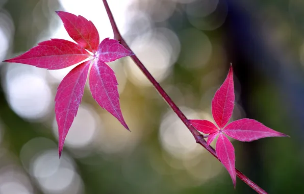 Autumn, leaves, branches, nature, the crimson