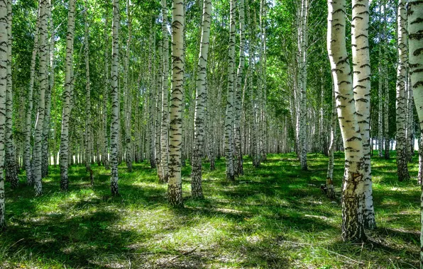 Greens, forest, summer, grass, light, trees, trunks, glade